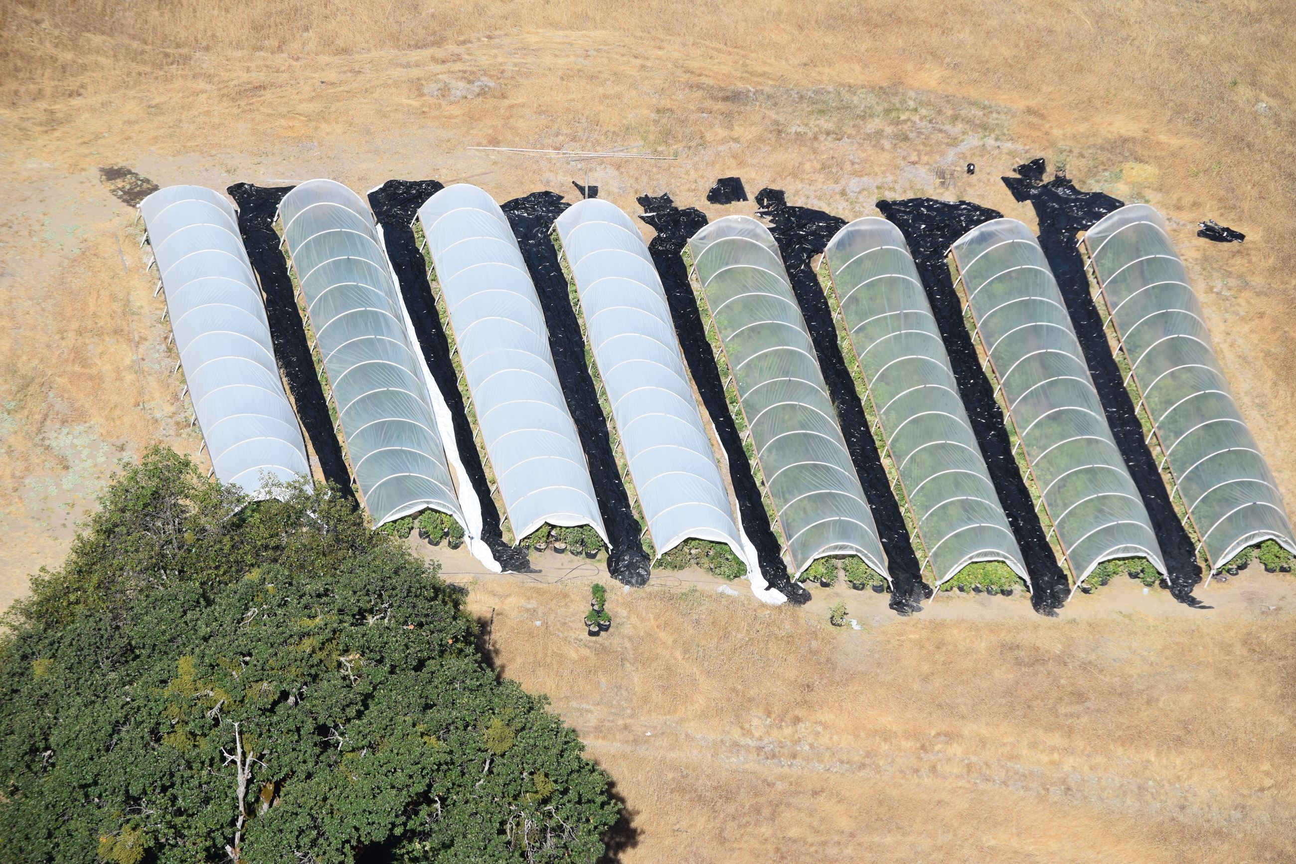 Marijuana Investigation